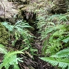 Plants: image 66 Of 208 Thumb